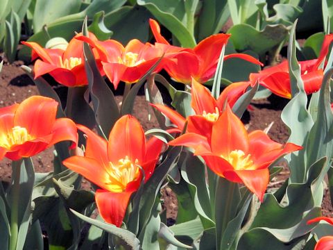 Tulipa cv. Synaeda Orange