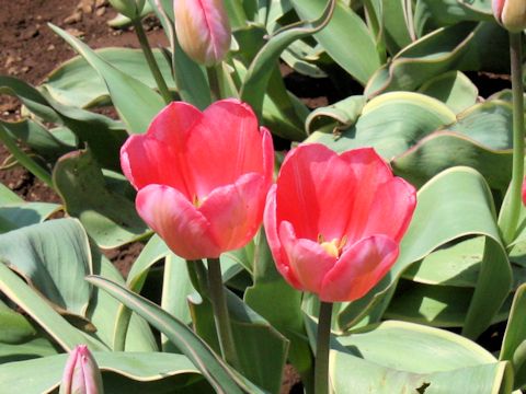 Tulipa cv. Design Impression