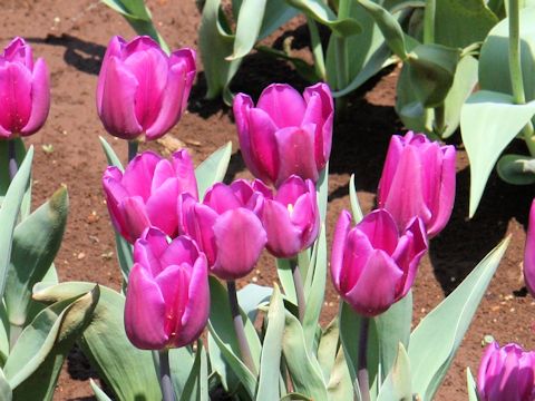 Tulipa cv. Purple Flag