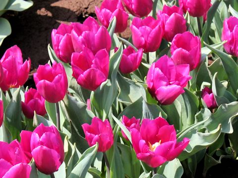 Tulipa cv. Purple Prince