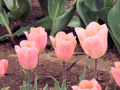 Tulipa cv. Apricot Beauty
