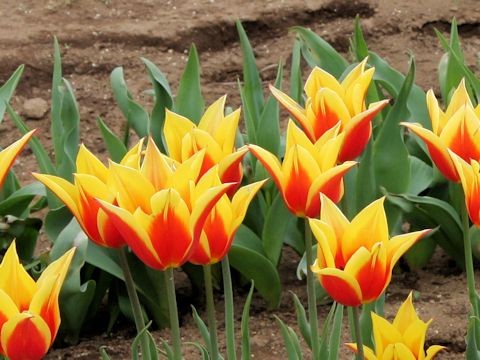 Tulipa cv. Colour Spectacle