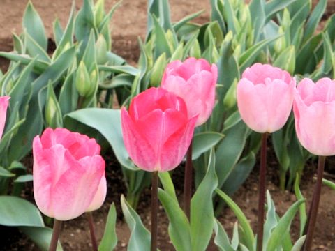 Tulipa cv. Gander's Rapsody
