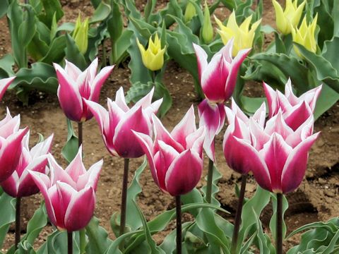 Tulipa cv. Claudia