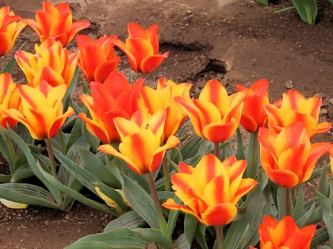 Tulipa cv. Cape Cod