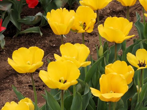 Tulipa cv. Golden Apeldoorn