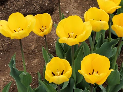 Tulipa cv. Golden Oxford