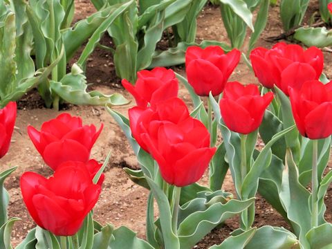 Tulipa cv. Seadov