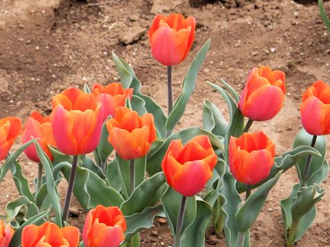 Tulipa cv. Jimmy