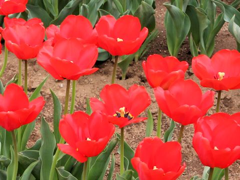 Tulipa cv. Apeldoorn