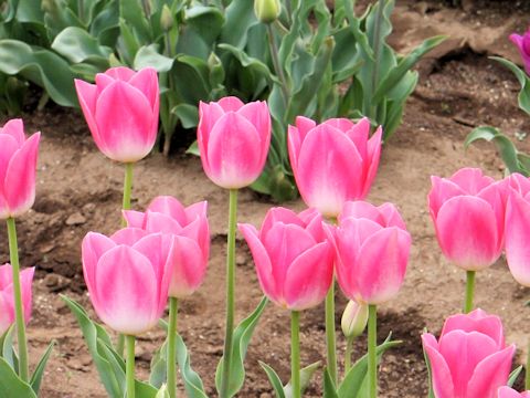 Tulipa cv. Dynasty