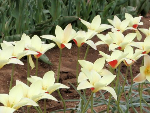 Tulipa cv. Tinka