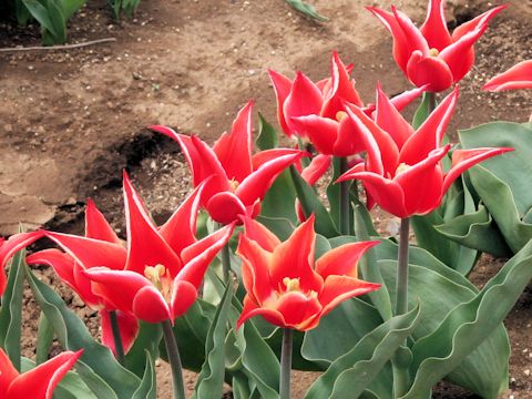 Tulipa cv. Doctor Wise Decker