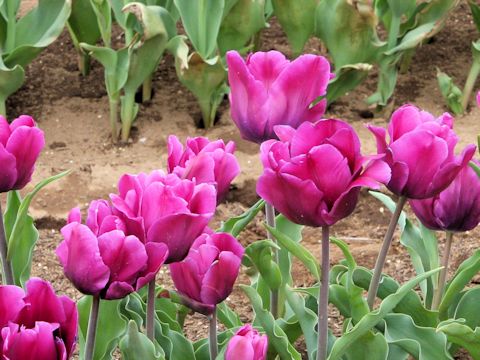 Tulipa cv. Purple Rain