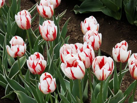 Tulipa cv. Happy Generation