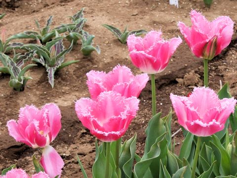 Tulipa cv. Fancy Frills