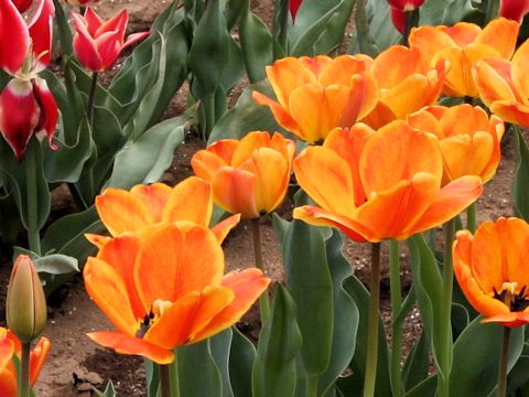 Tulipa cv. Apeldoorn's Elite