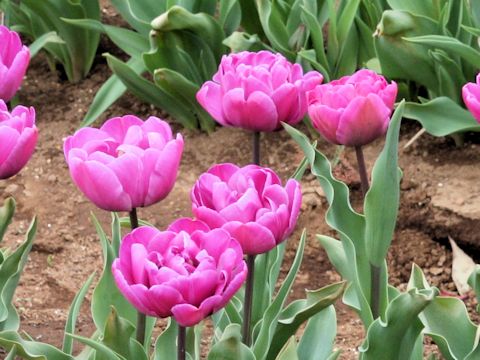 Tulipa cv. Blue Diamond