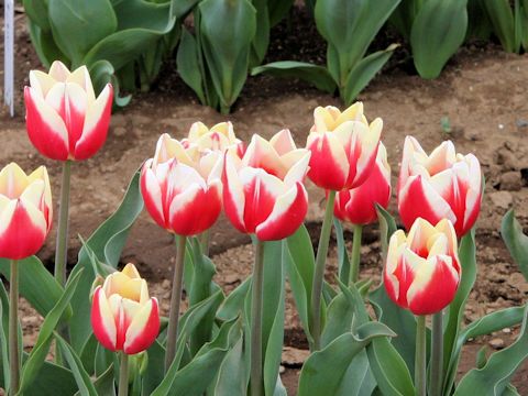 Tulipa cv. Markant