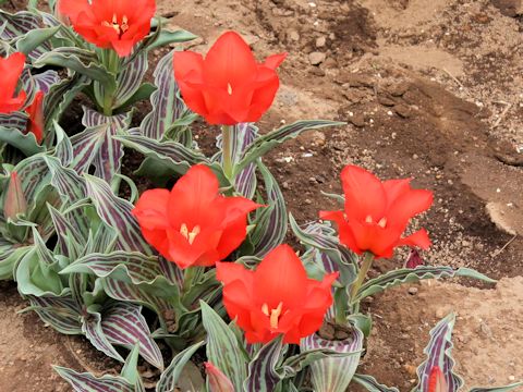 Tulipa cv. Red Riding Hood