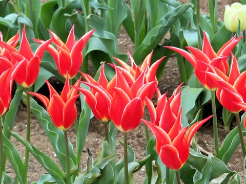 Tulipa cv. Aladdin