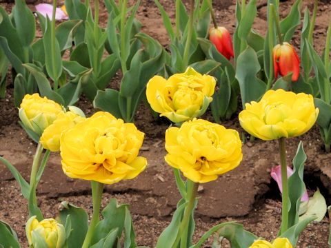 Tulipa cv. Yellow Bonnet