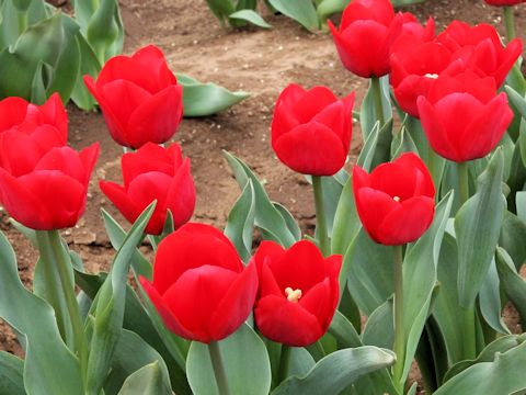 Tulipa cv. Ile de France