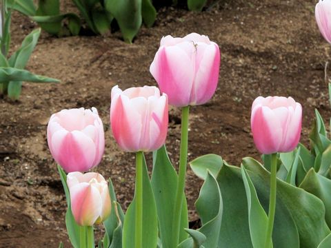 Tulipa cv. Ollioules