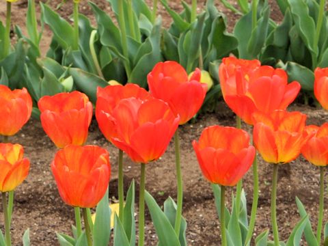 Tulipa cv. Orange Queen