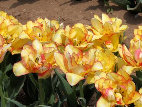 Tulipa cv. Aquila