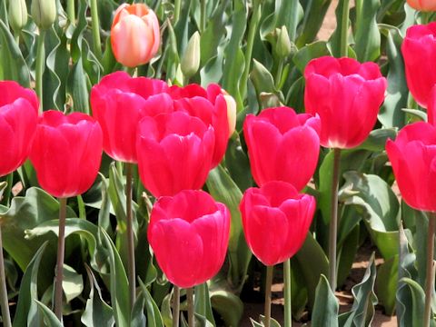 Tulipa cv. Grande Douceur