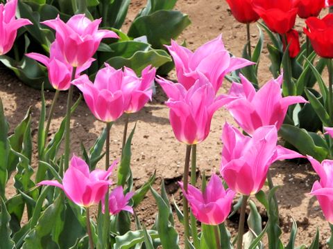 Tulipa cv. Compliment