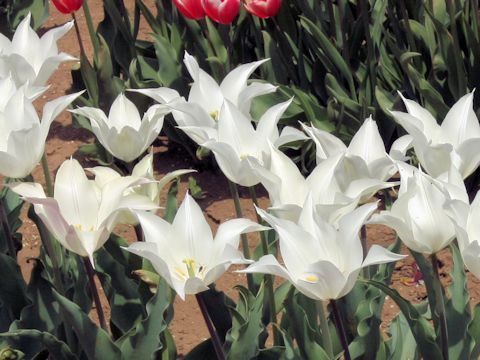 Tulipa cv. Sapporo