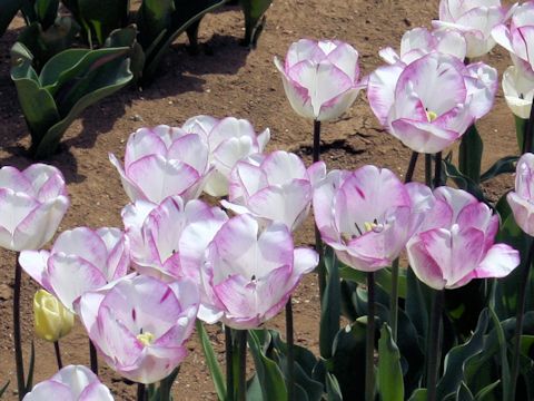 Tulipa cv. Shirley