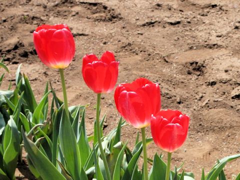 Tulipa cv. Judith Leyster