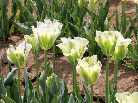 Tulipa cv. Spring Green