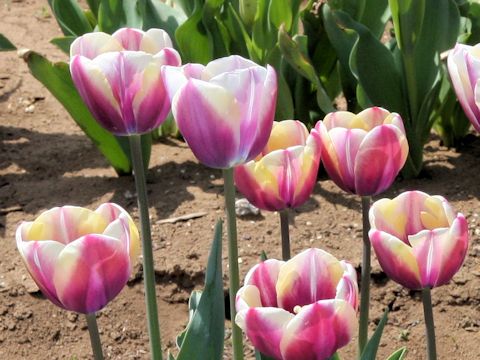 Tulipa cv. Atlantis