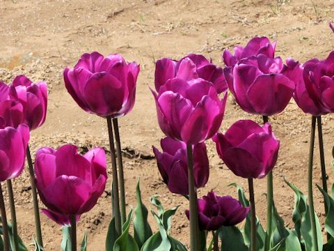 Tulipa cv. Negrita