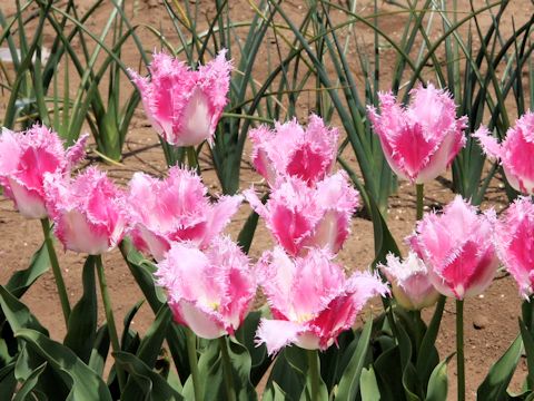 Tulipa cv. Huis Ten Bosch