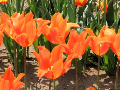 Tulipa cv. Ballerina