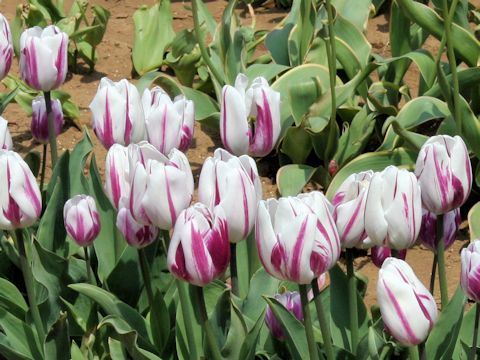 Tulipa cv. Flaming Flag