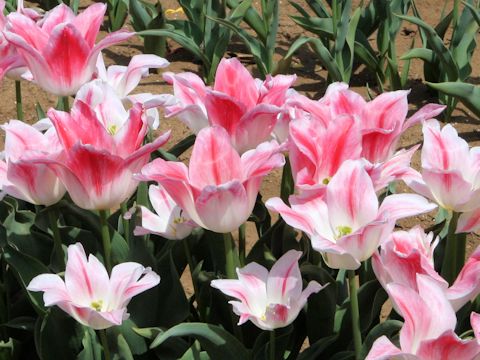 Tulipa cv. Holland Chic