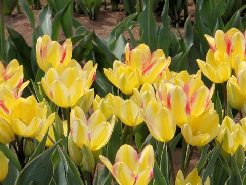 Tulipa cv. Antoinette