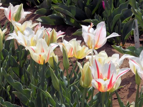 Tulipa cv. Marilyn