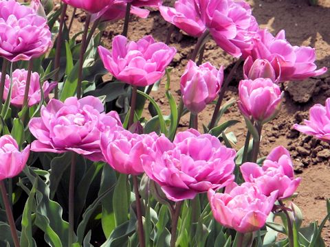 Tulipa cv. Lilac Perfection