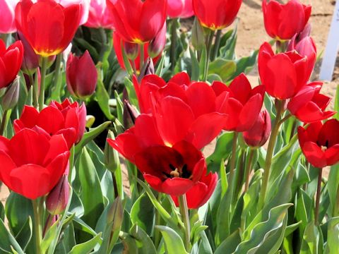 Tulipa cv. Red Georgette