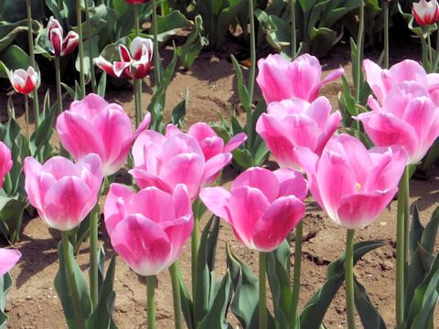 Tulipa cv. Royal Ten