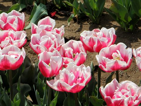 Tulipa cv. Wirosa