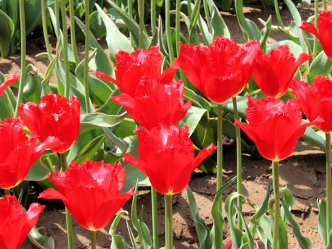Tulipa cv. Calibra