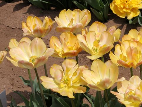 Tulipa cv. Granny Award